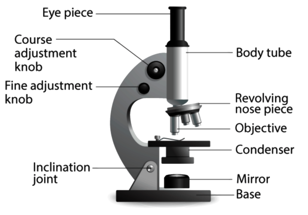 Schematic diagram of a compound microscope