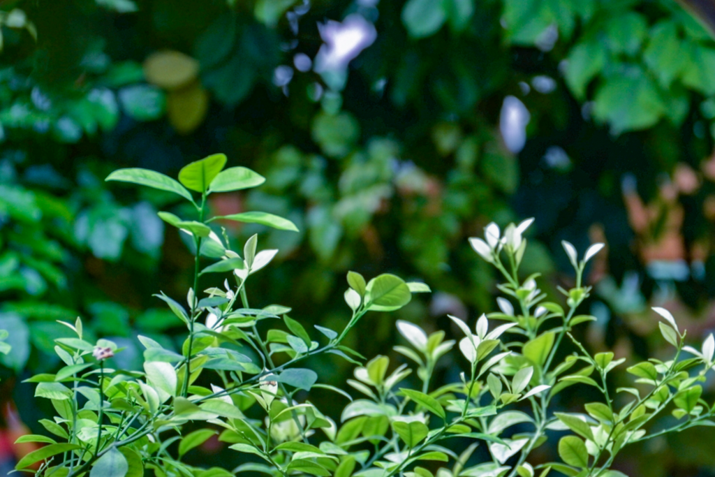 close-up of trees