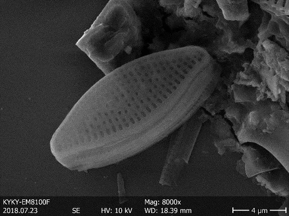 Diatoms