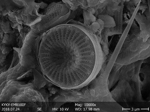 Diatoms