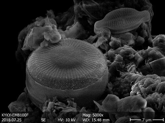 Diatoms