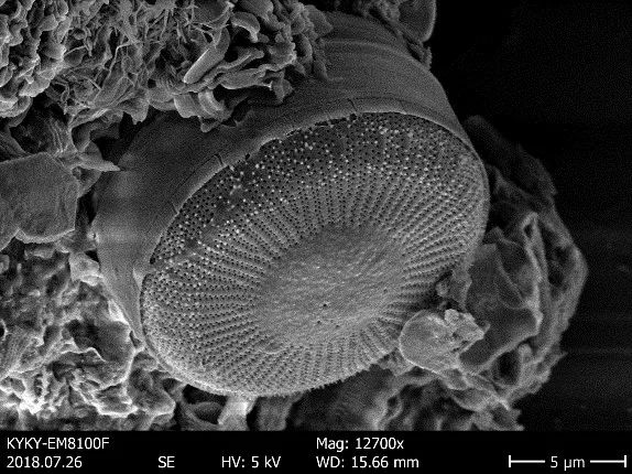 Diatoms