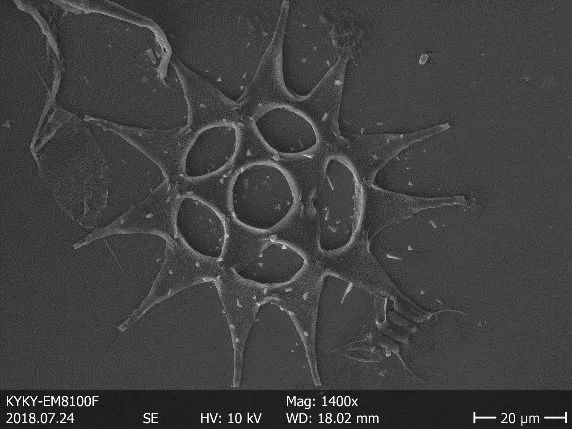Diatoms