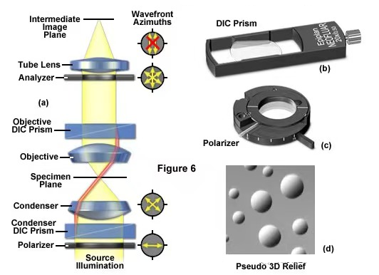 Differential interference contrast microscope.png