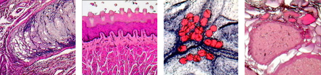 Human Tissues in Brightfield Illumination