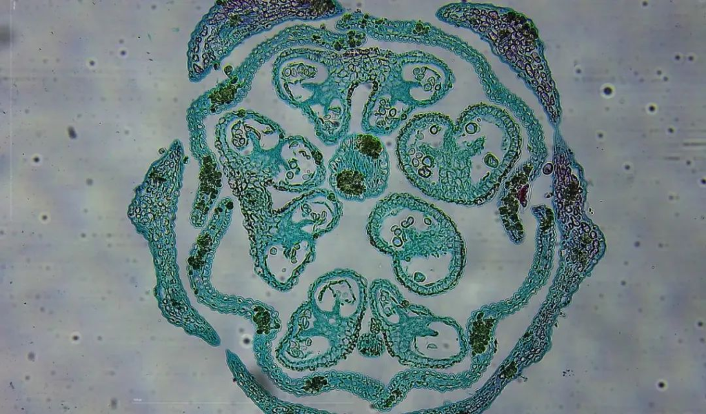 sliced mint flowers / Objective lens 4x magnification 100 times