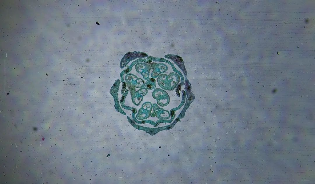 sliced mint flowers / Objective lens 4x magnification 40 times