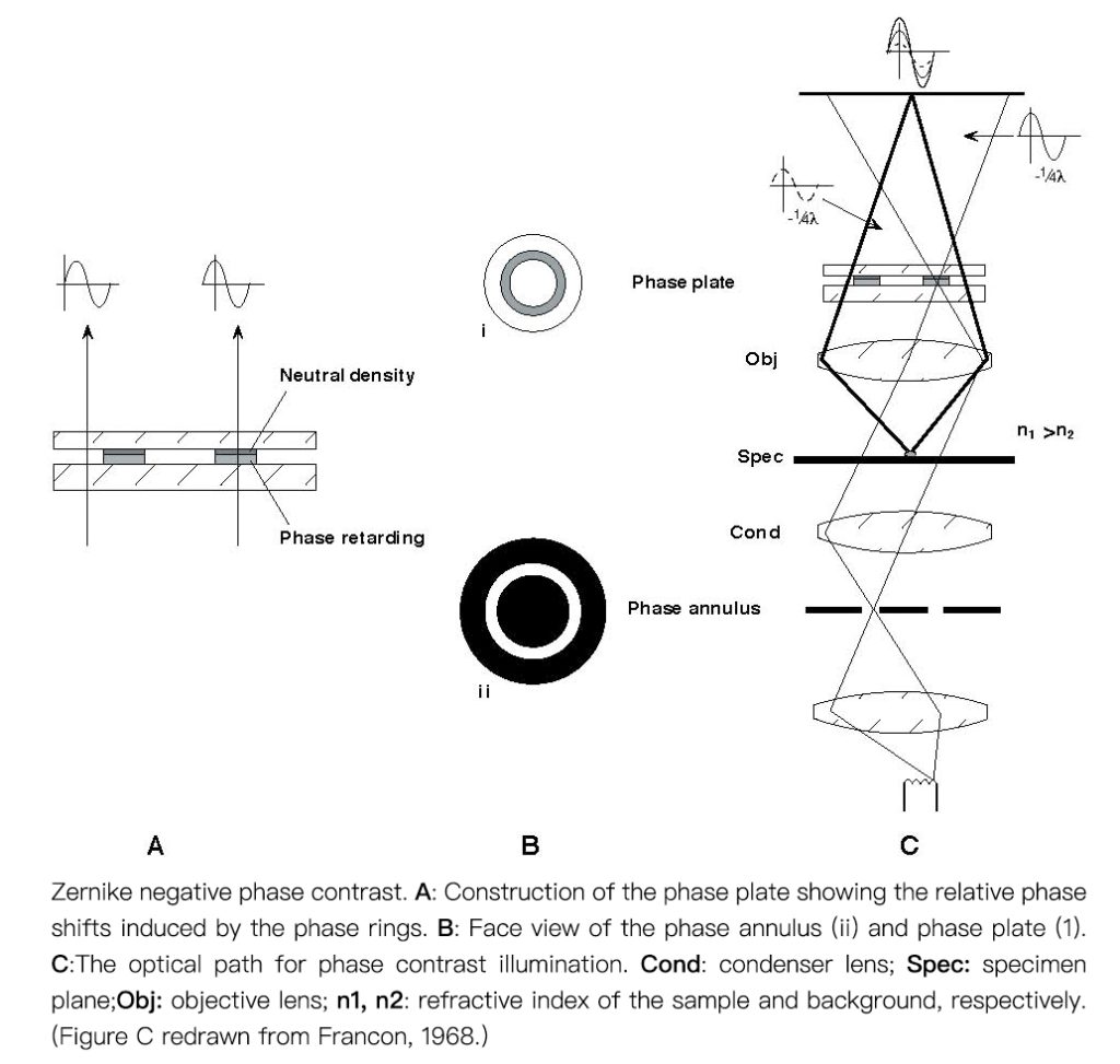 Phase contrast principle