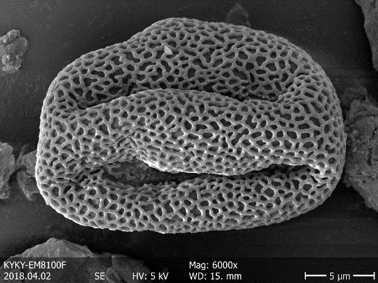 Pollen