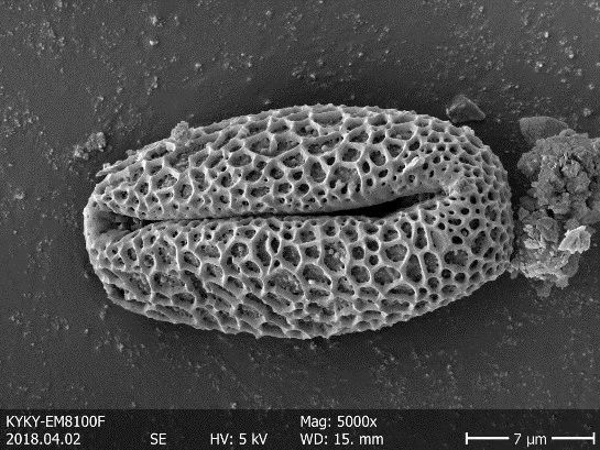 Pollen