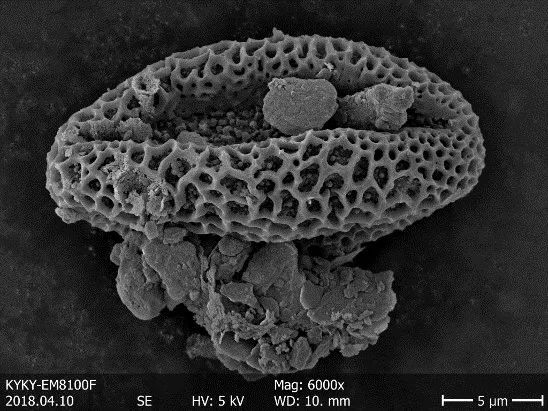 Pollen