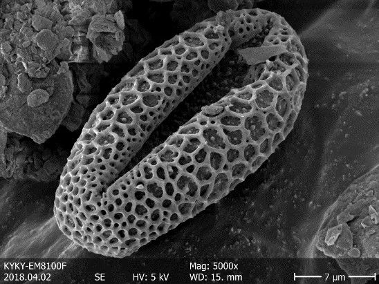 Pollen