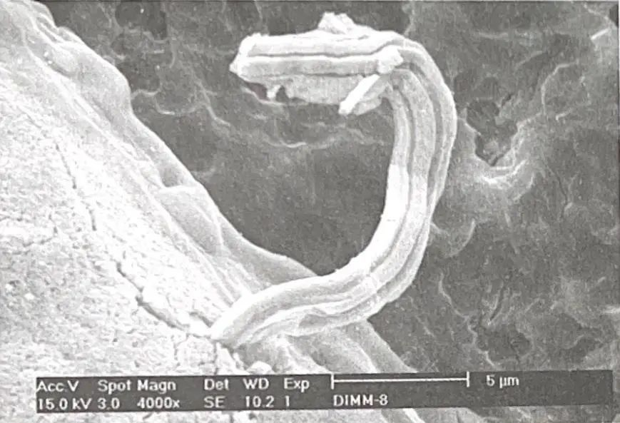 Use SEM to check that there are tin whiskers on the surface of the component pins plated with pure tin
