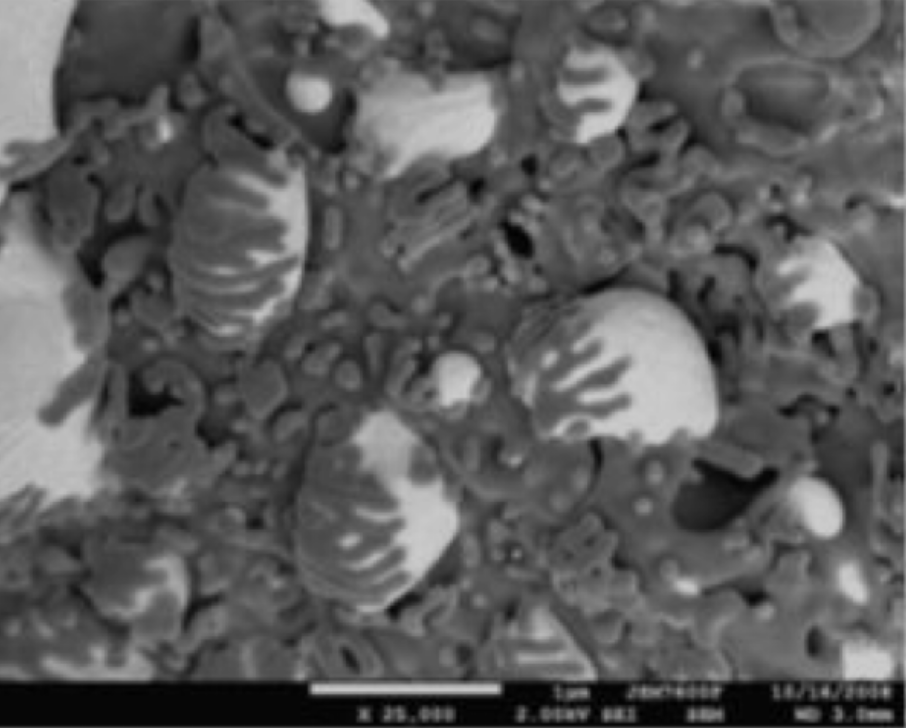 backscattered electron image
