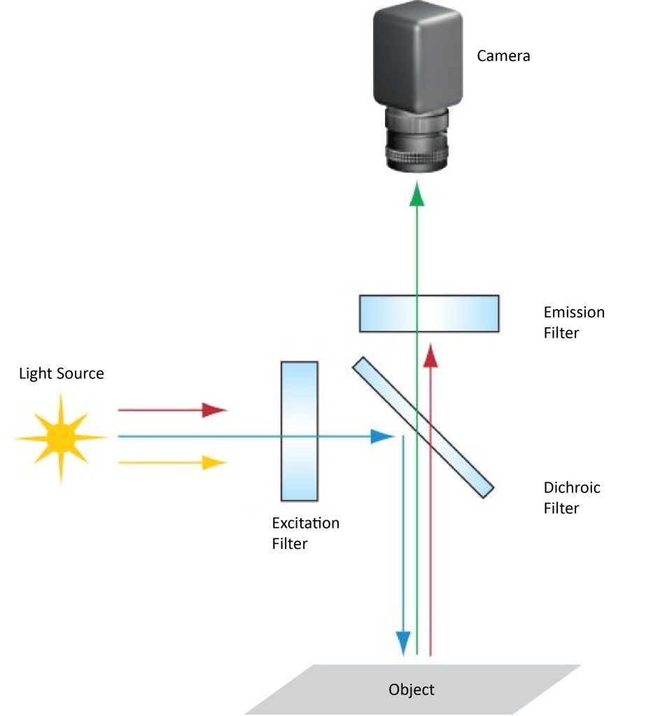 Typical fluorescence microscope setup
