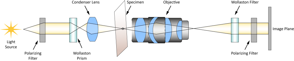 How differential interference contrast microscopy works