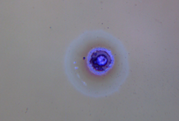 Observing laser damage using DIC microscopy