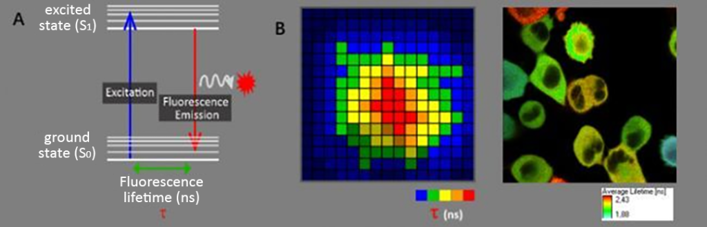 Schematic diagram of fluorescence lifetime