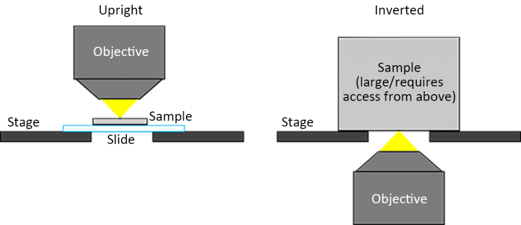 The orientation of the objective lens relative to the sample stage and sample in upright and inverted microscopes.