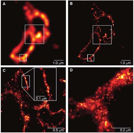 ALM is used to observe lysosomal transmembrane proteins