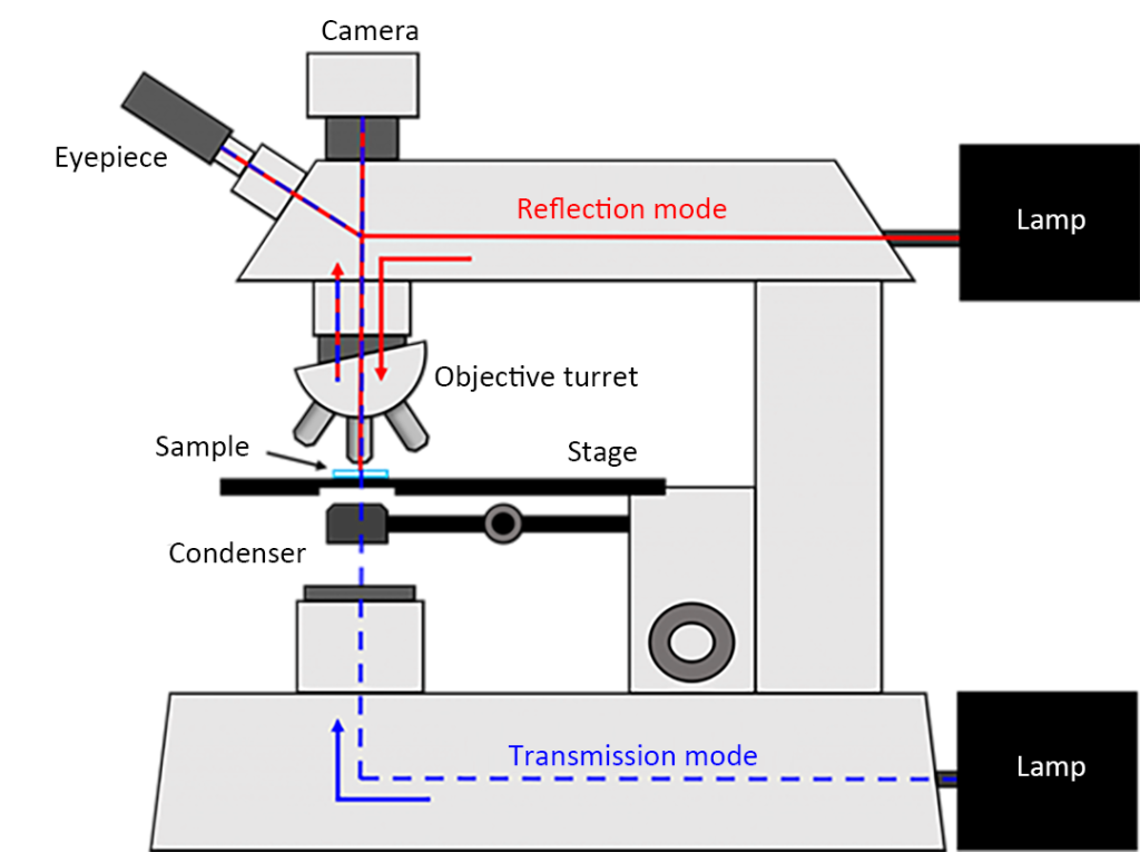 Upright microscope with reflected (red) and transmitted (blue) illumination modes.