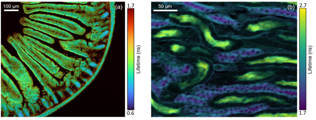 FLIM images of (a) mouse intestinal slices and (b) mouse kidney slices measured using the RMS1000 confocal Raman microscope.