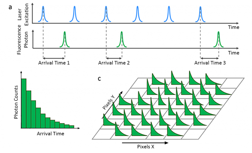 Fluorescence Lifetime Imaging (FLIM) Acquisition