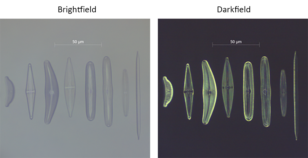 Observation of diatoms fixed on glass slides using brightfield and darkfield modes.
