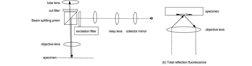 fluorescence imaging light path diagram