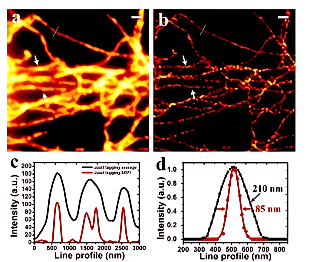 Comparison of wide-field imaging and super-resolution JT-SOFI imaging (Scale bar: 1um)
