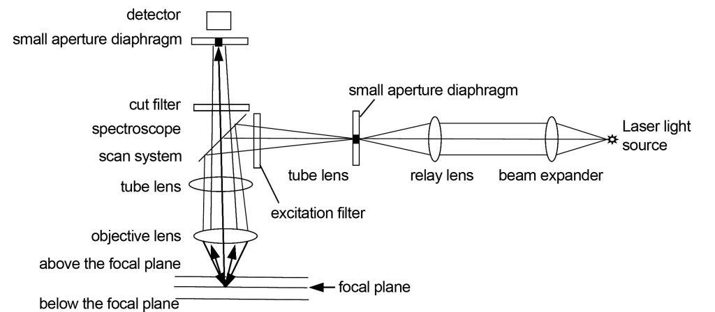 confocal microscope light path diagram