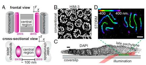 Structural elucidation of the cell division synaptonemal complex