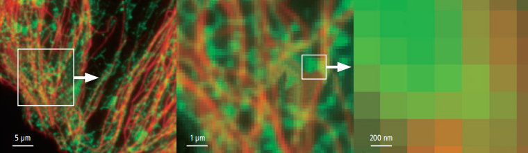 Conventional widefield images