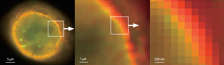 Conventional widefield images