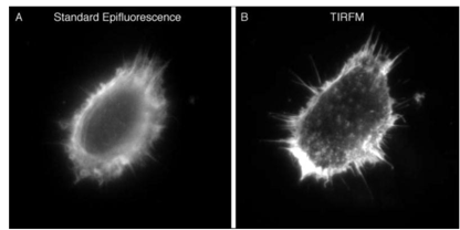 Analyze the interaction between multiple proteins