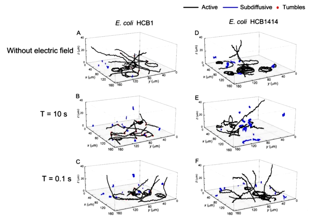The 3D trajectory of E. coli near the ITO surface