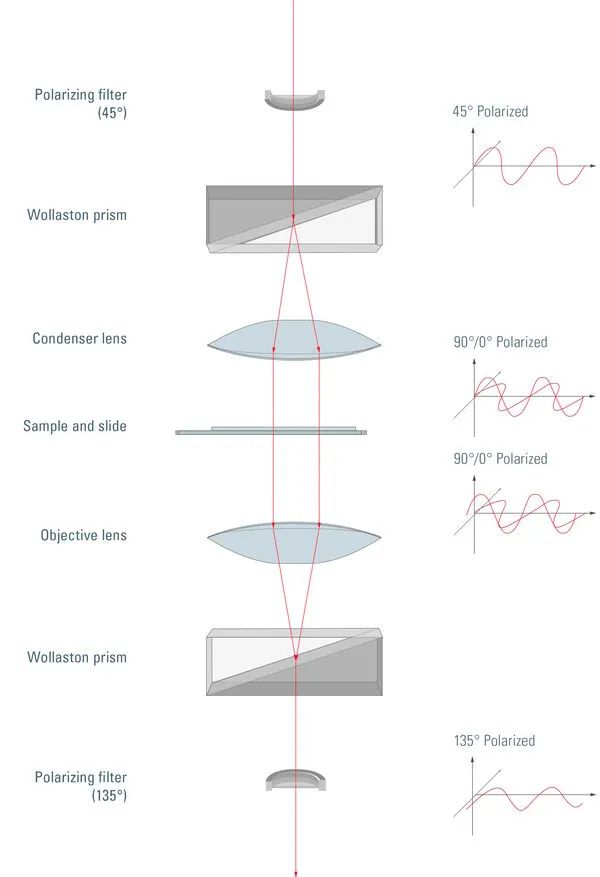 Light path in DIC microscope