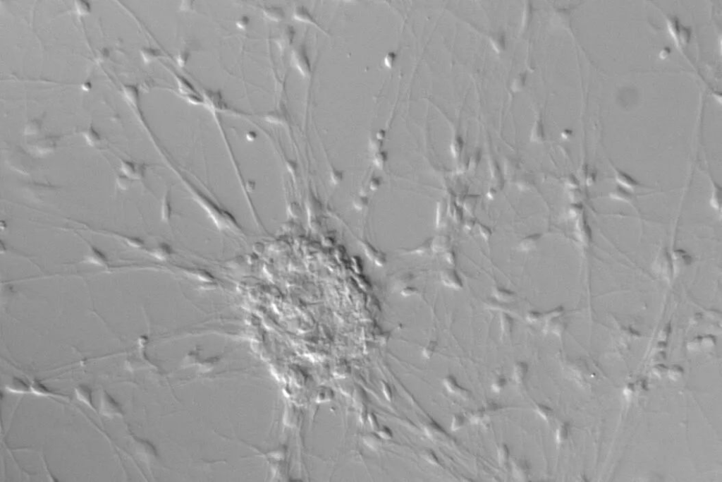 Neuronal images were acquired using brightfield and DIC contrast methods